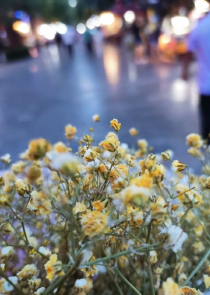 木槿花半夏如烟