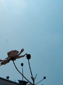 吃货小蛮公主